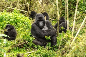 1-Day Gorilla Trekking Adventure in Rwanda.