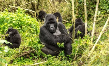 1-Day Rwanda Gorilla Trekking Adventure