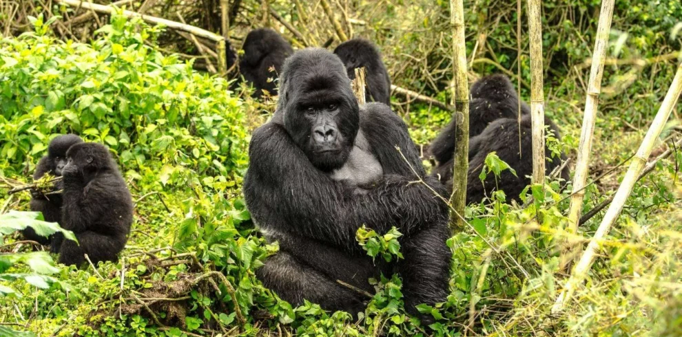 1-Day Gorilla Trekking Adventure in Rwanda.