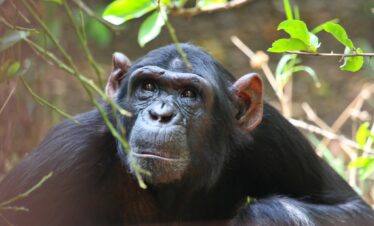 10-Day Luxury Uganda Gorillas, Chimps & Big 5 Safari
