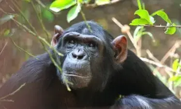 10-Day Luxury Uganda Gorillas, Chimps & Big 5 Safari