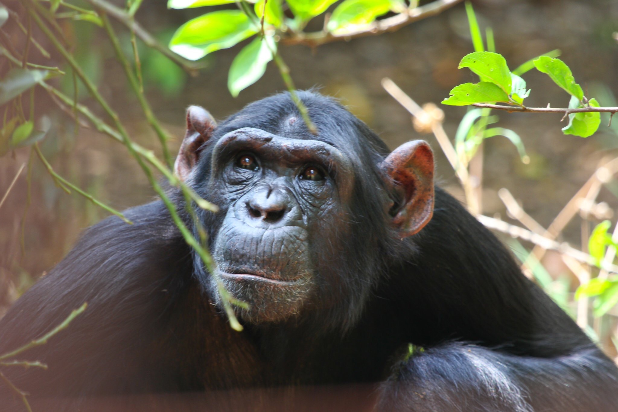 10-Day Luxury Uganda Gorillas, Chimps & Big 5 Safari