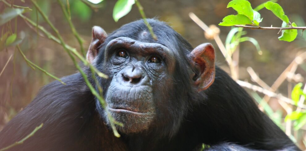 4-Day Kigali & Mountain Gorilla Trekking Safari Uganda