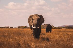 10-Day Luxury Uganda Gorillas, Chimps & Big 5 Safari