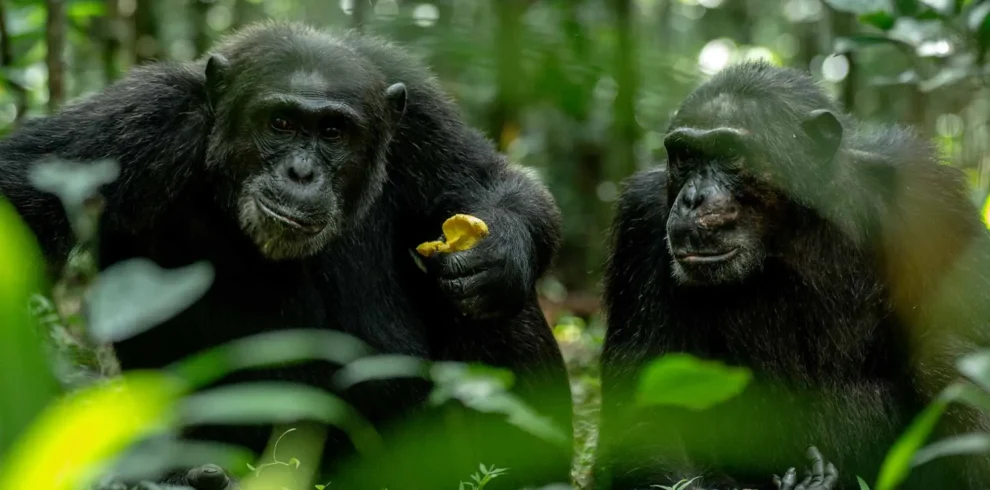 10-Days Rwanda and Uganda - Impressive Mountain Gorillas