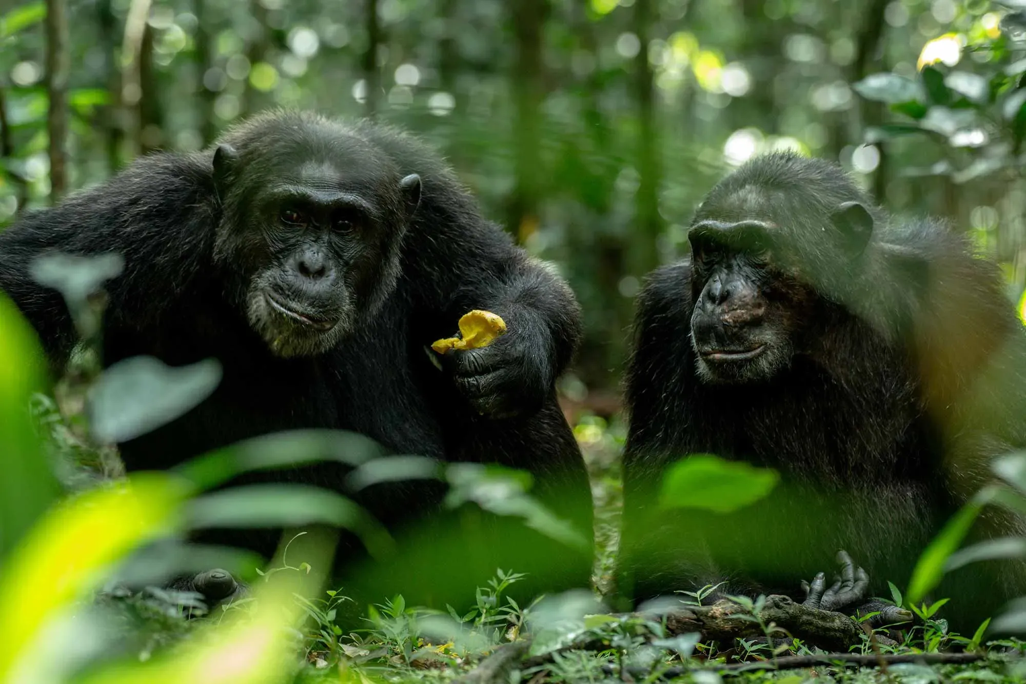 10-Days Rwanda and Uganda - Impressive Mountain Gorillas