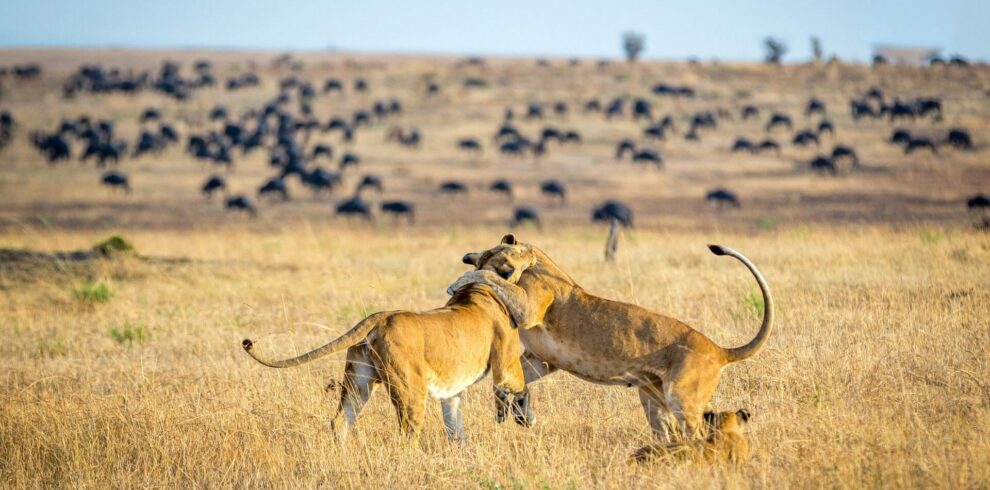 12-Day Rwanda Gorillas & Kenya Masai Mara Safari