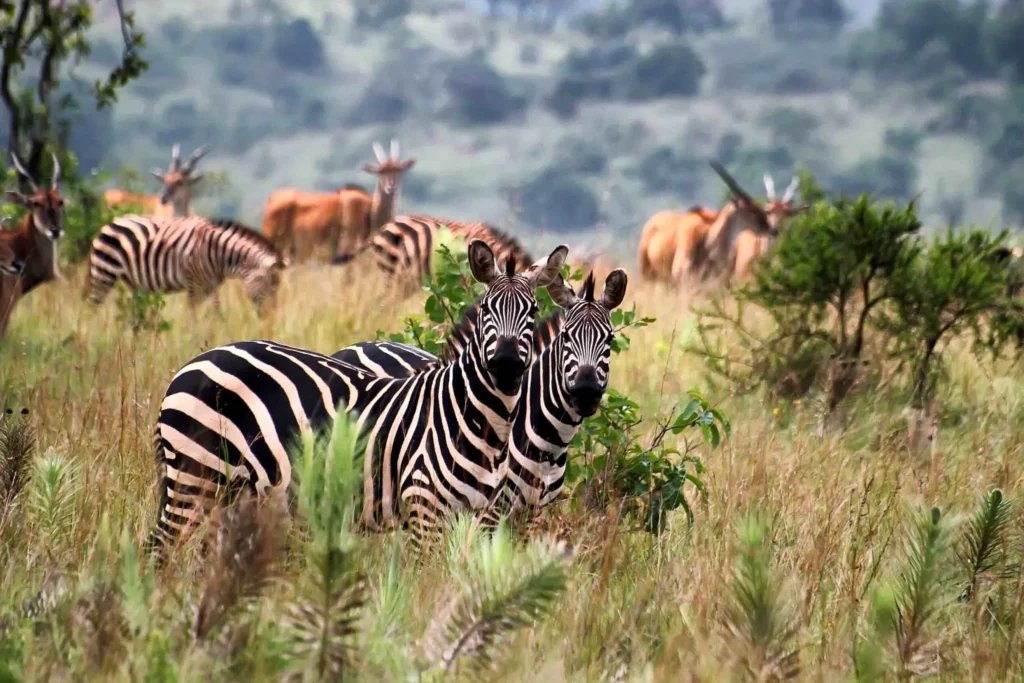 13-Day Explore the Best of Rwanda – Luxury Safari