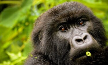 13-Day Rwanda Gorillas & Northern Tanzania Migration Safari