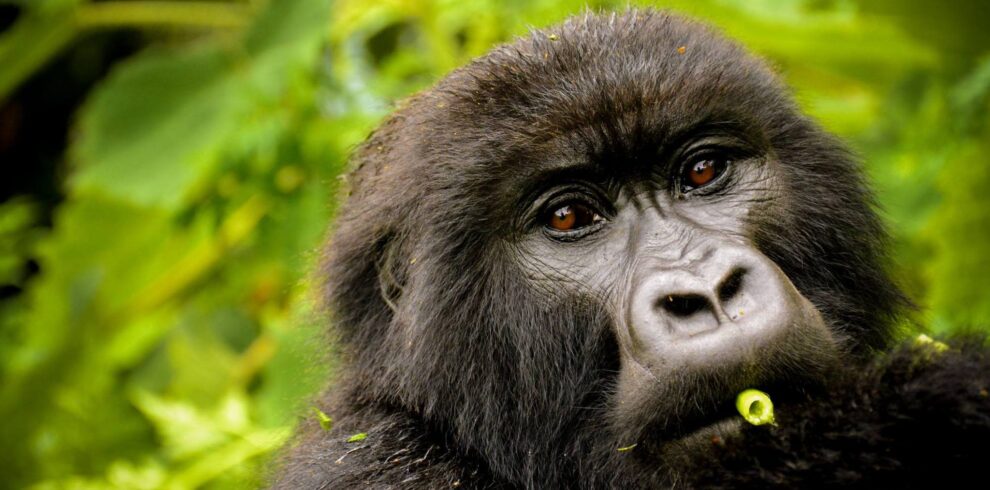 13-Day Rwanda Gorillas & Northern Tanzania Migration Safari