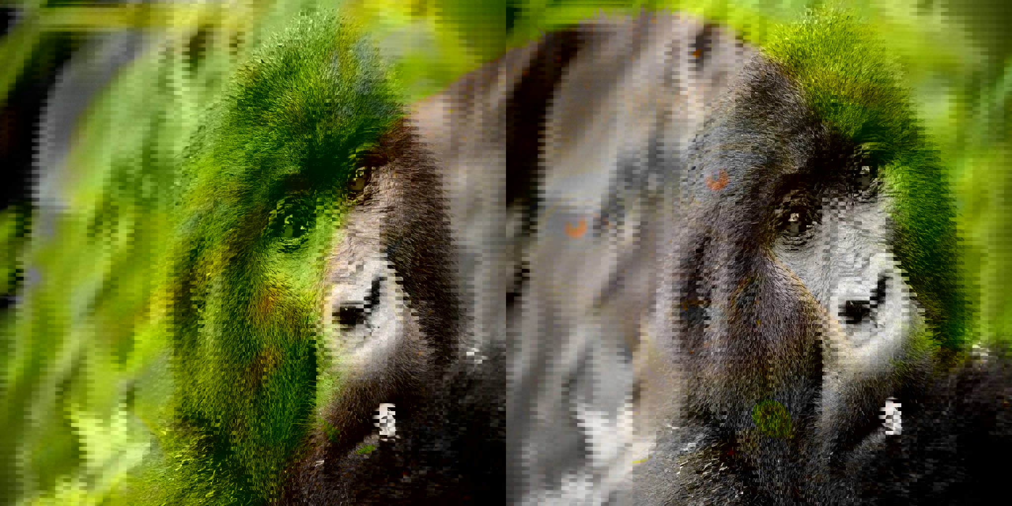 13-Day Rwanda Gorillas & Northern Tanzania Migration Safari