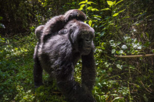 14-13 Nights Day Rwanda Gorilla, Chimpanzee, and Masai Mara safari