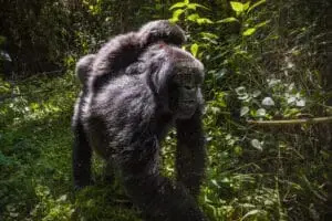 14 -13 Nights Day Rwanda Gorilla, Chimpanzee, and Masai Mara safari