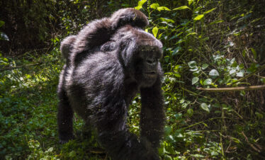 14 -13 Nights Day Rwanda Gorilla, Chimpanzee, and Masai Mara safari
