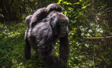 14 -13 Nights Day Rwanda Gorilla, Chimpanzee, and Masai Mara safari