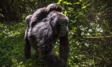 14 -13 Nights Day Rwanda Gorilla, Chimpanzee, and Masai Mara safari