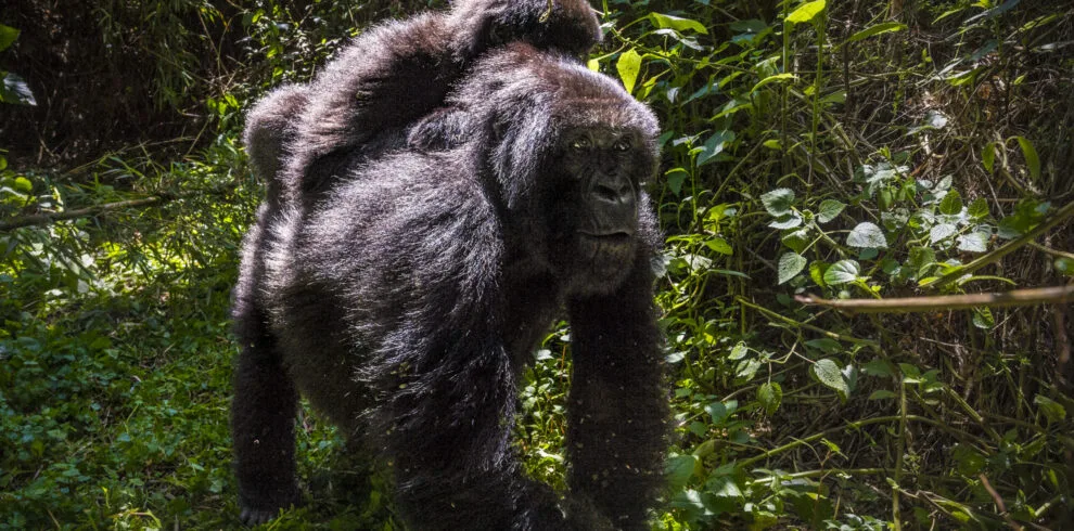 14 -13 Nights Day Rwanda Gorilla, Chimpanzee, and Masai Mara safari