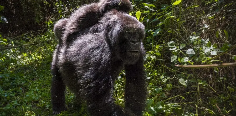 14 -13 Nights Day Rwanda Gorilla, Chimpanzee, and Masai Mara safari