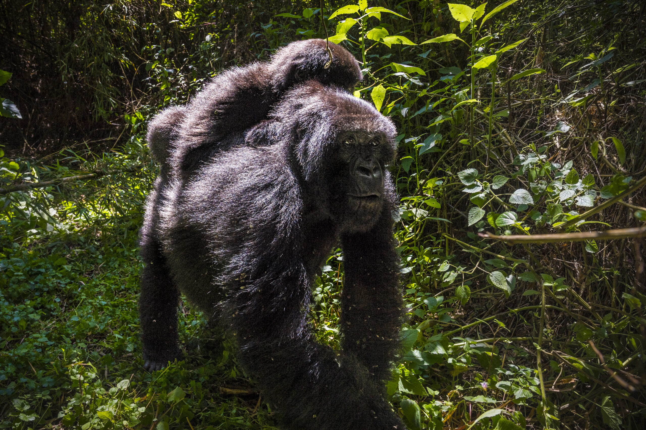 14-13 Nights Day Rwanda Gorilla, Chimpanzee, and Masai Mara safari