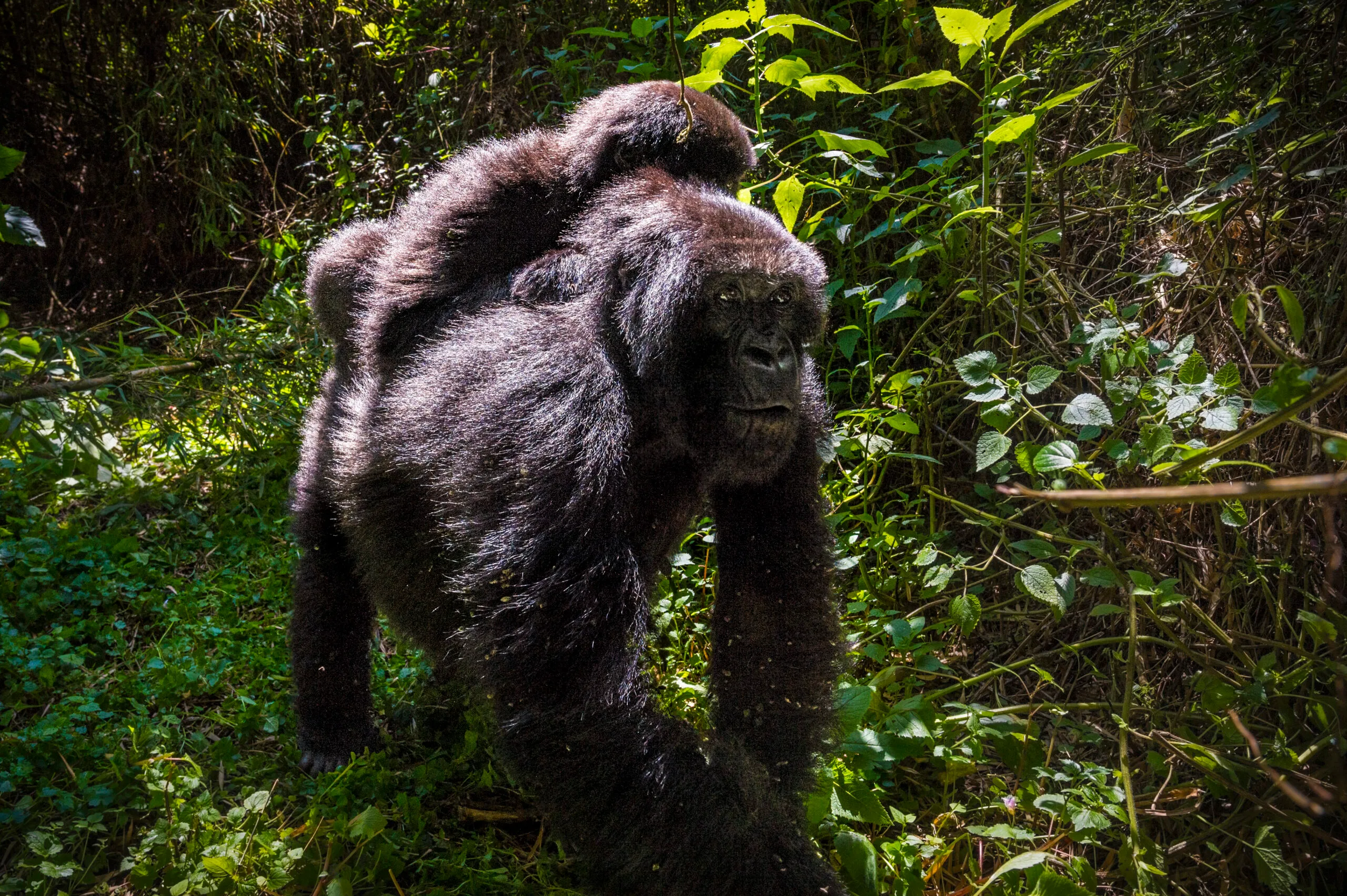 14 -13 Nights Day Rwanda Gorilla, Chimpanzee, and Masai Mara safari