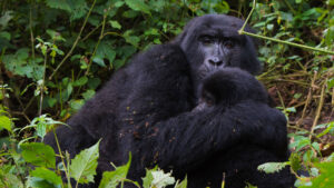 14-Day Uganda & Kenya Primates and Wildlife Safari
