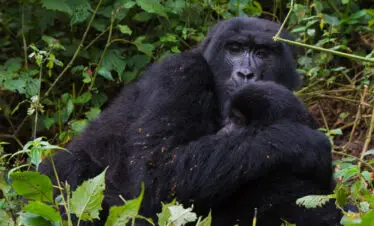 14-Day Uganda & Kenya Primates and Wildlife Safari