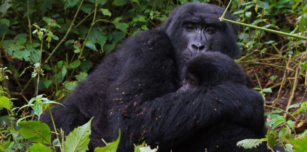 14-Day Uganda & Kenya Primates and Wildlife Safari