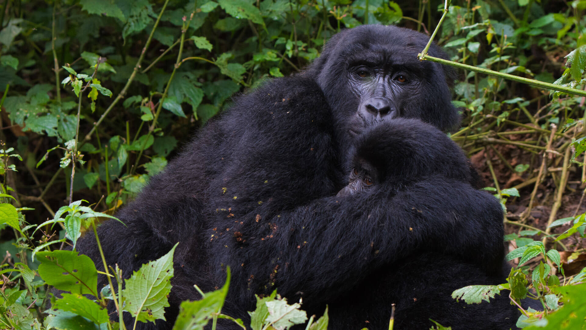 14-Day Uganda & Kenya Primates and Wildlife Safari