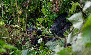 14-Day Rwanda & Uganda Signature Gorilla Trekking & Wildlife Safari