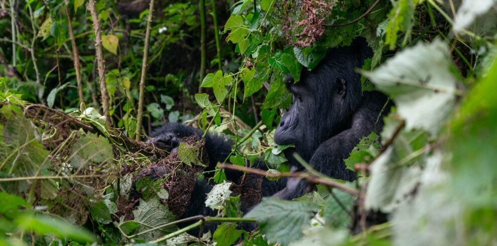 14-Day Rwanda & Uganda Signature Gorilla Trekking & Wildlife Safari