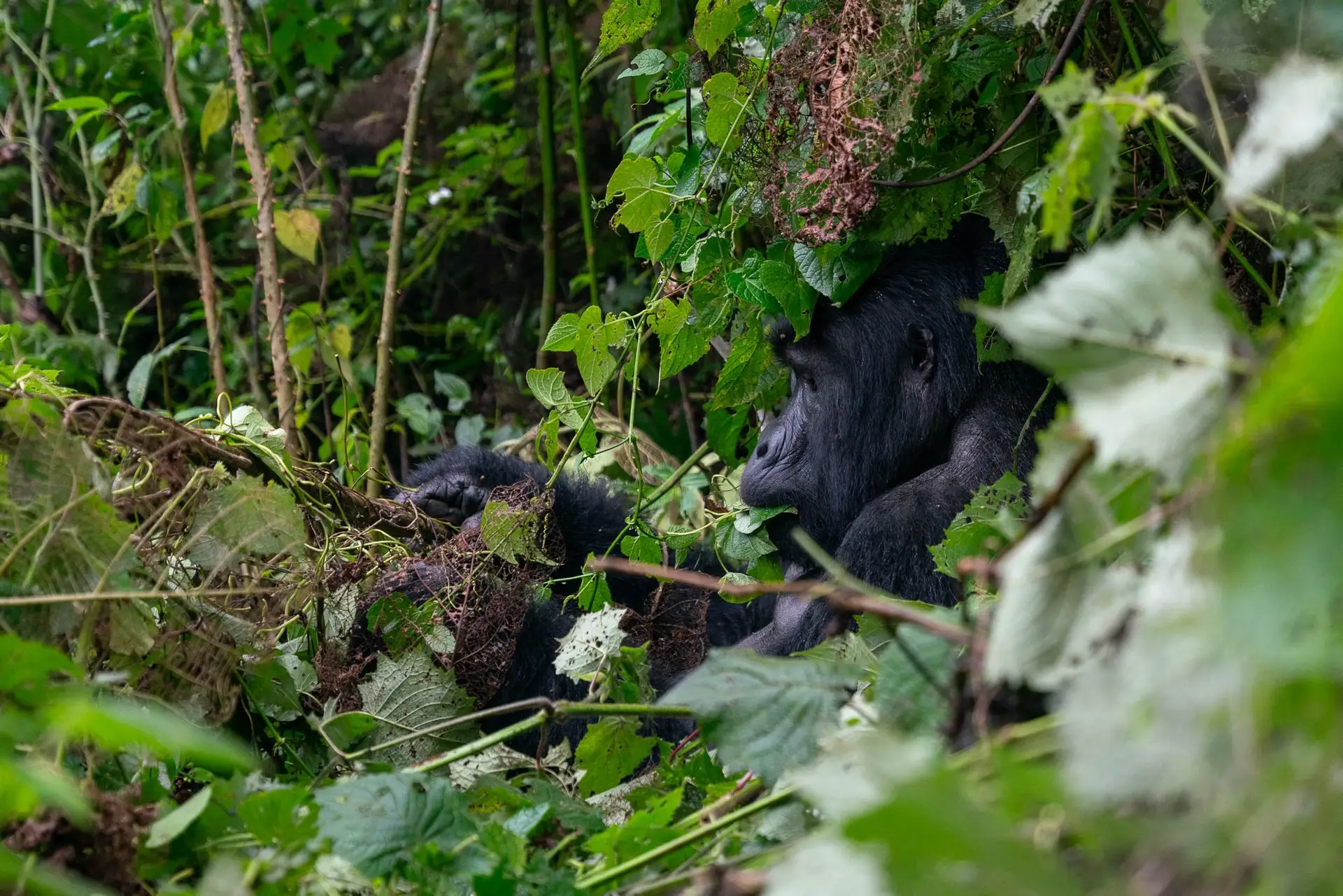 14-Day Rwanda & Uganda Signature Gorilla Trekking & Wildlife Safari