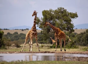 15-Days/14-Nights Luxury Kenya Giraffe Manor & Rwanda Mountain Gorillas Adventure