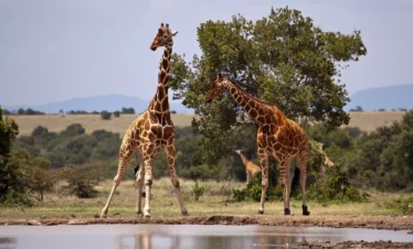 15-Days/14-Nights Luxury Kenya Giraffe Manor & Rwanda Mountain Gorillas Adventure
