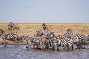 16-Day Northern Tanzania Migration Safari plus Zanzibar Tour