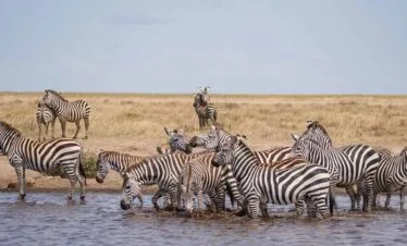 16-Day Northern Tanzania Migration Safari plus Zanzibar Tour