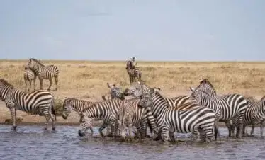 16-Day Northern Tanzania Migration Safari plus Zanzibar Tour
