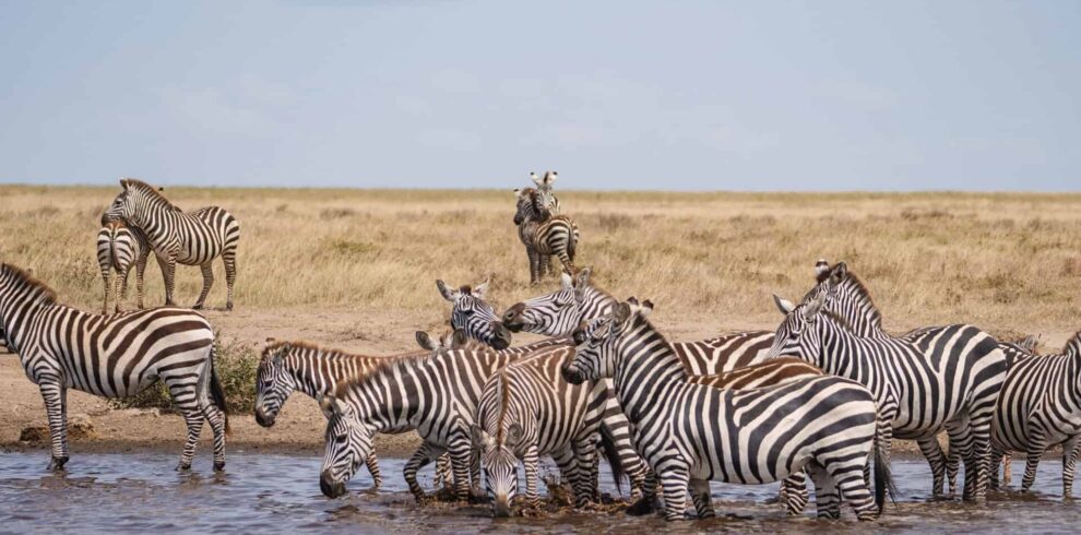 16-Day Northern Tanzania Migration Safari plus Zanzibar Tour