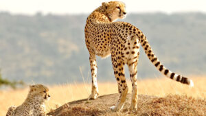 18-Day Rwanda & Kenya Ultimate Safari