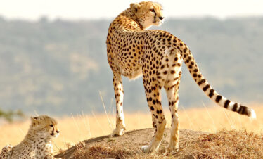 18-Day Rwanda & Kenya Ultimate Safari