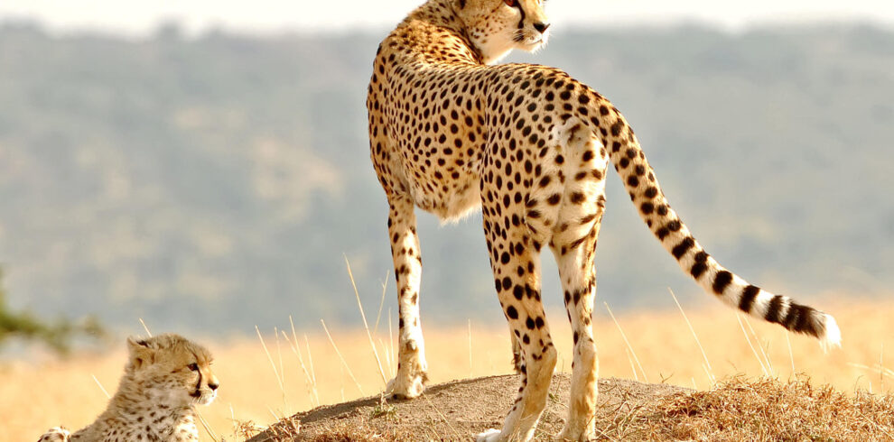 18-Day Rwanda & Kenya Ultimate Safari