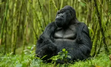 2-Day Rwanda Gorilla Trekking Safari