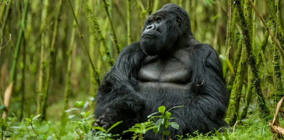 2-Day Rwanda Gorilla Trekking safari