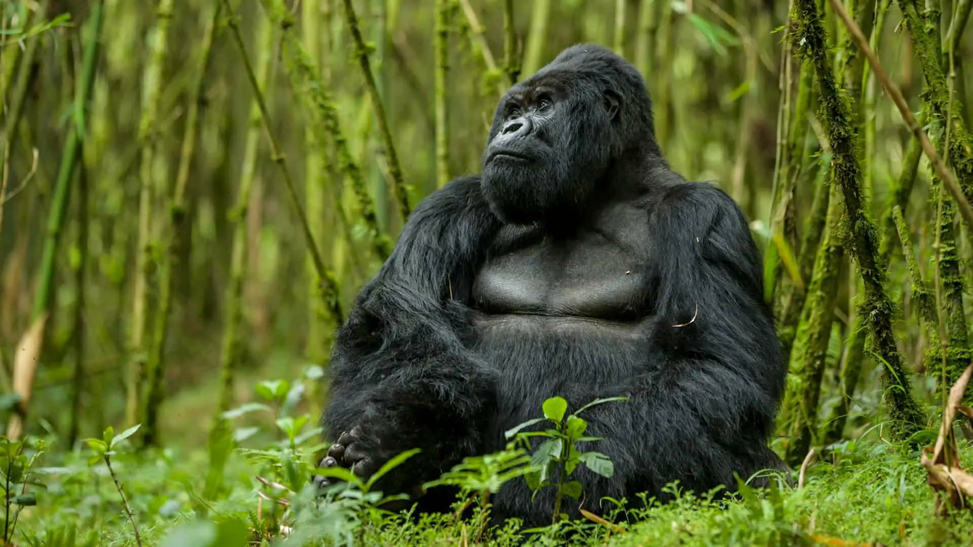 2-Day Rwanda Gorilla Trekking safari