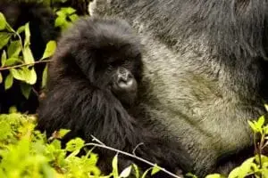 2-Day Uganda Gorilla Trekking Tour Express from Kigali
