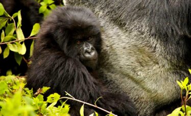 2-Day Uganda Gorilla Trekking Tour Express from Kigali
