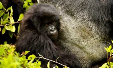 2-Day Uganda Gorilla Trekking Tour Express from Kigali