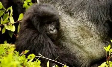 2-Day Uganda Gorilla Trekking Tour Express from Kigali