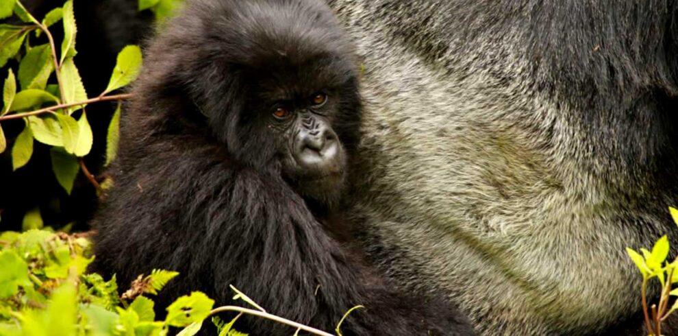 2-Day Uganda Gorilla Trekking Tour Express from Kigali
