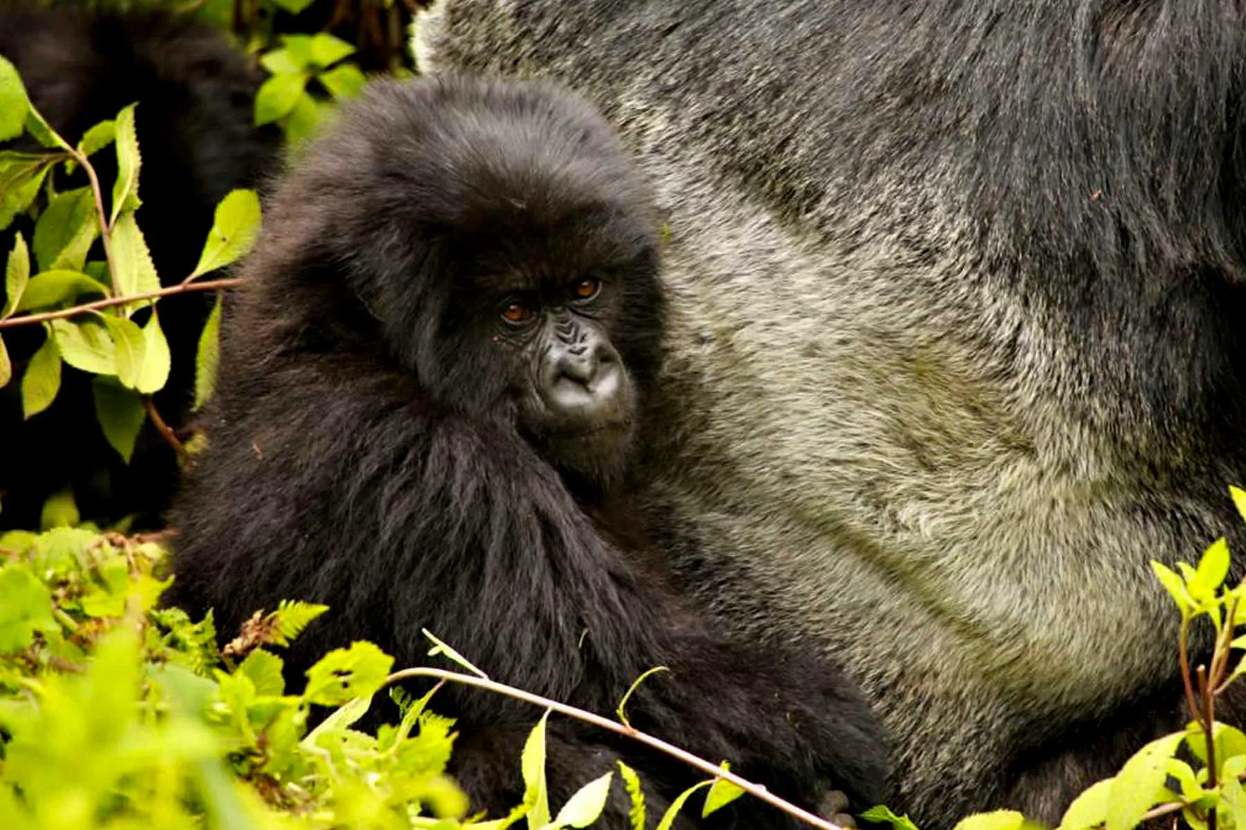 2-Day Uganda Gorilla Trekking Tour Express from Kigali