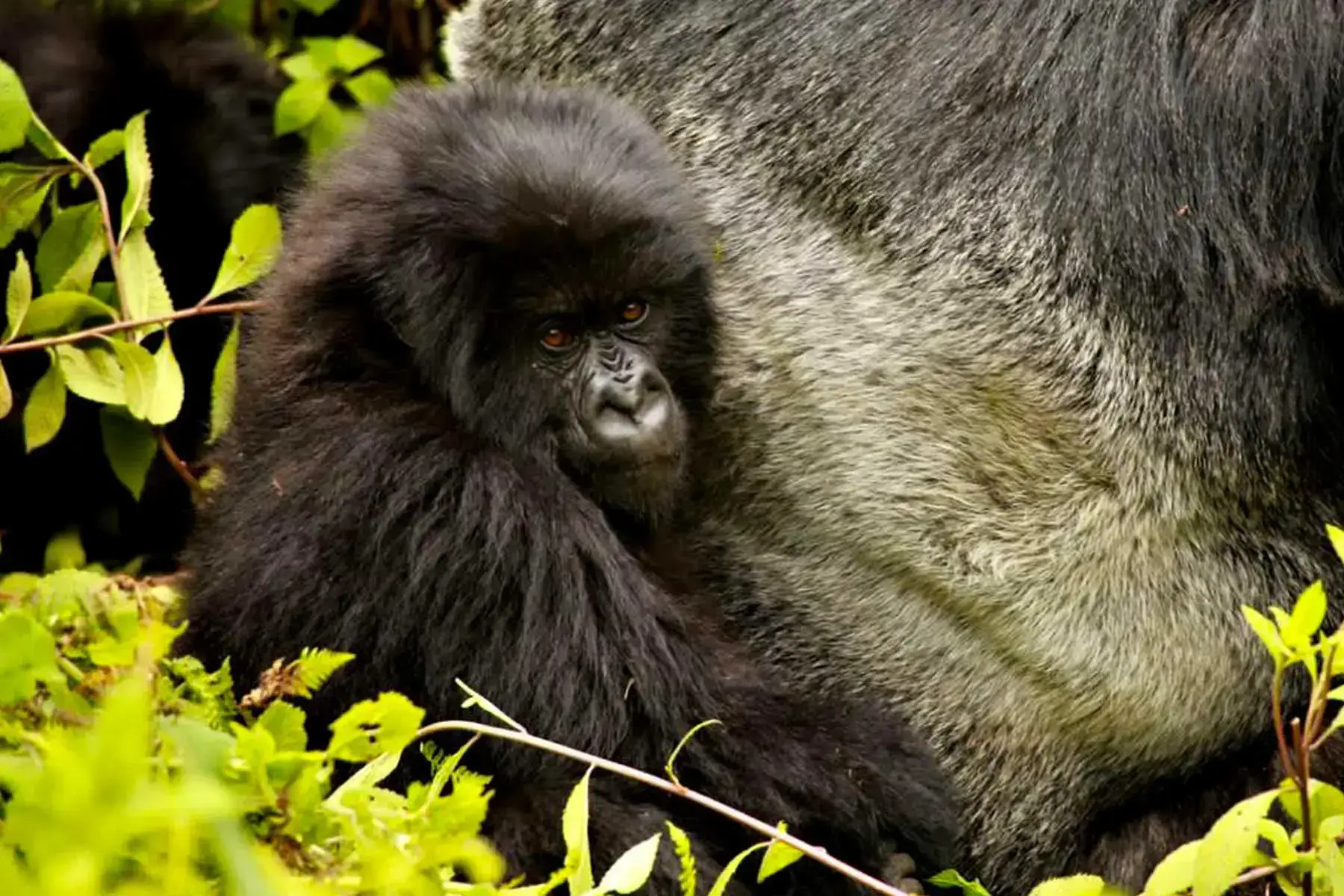 2-Day Uganda Gorilla Trekking Tour Express from Kigali